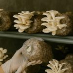How to Grow Mushrooms Using Mushroom Blocks — A Complete Guide for Beginners
